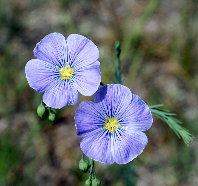 Изображение особи Linum perenne.