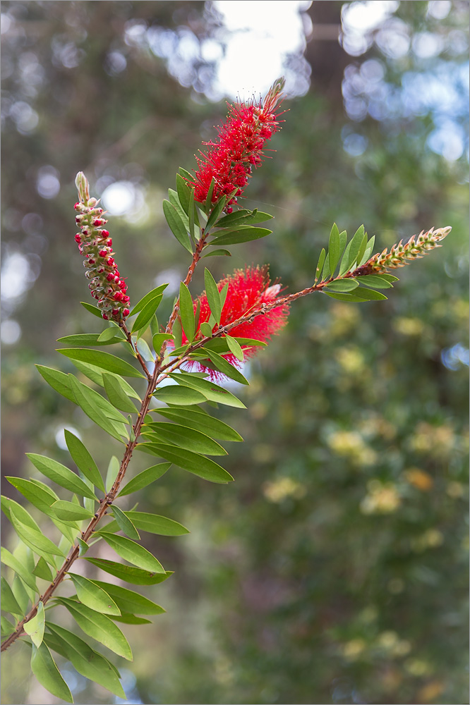 Image of Callistemon citrinus specimen.