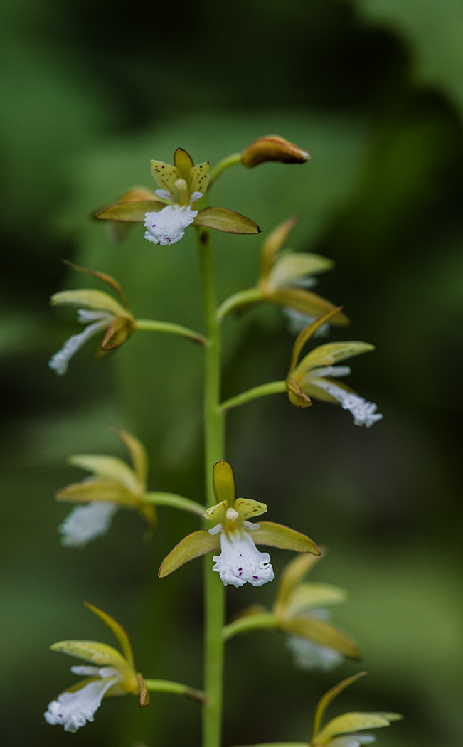 Изображение особи Oreorchis patens.