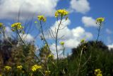 Sisymbrium loeselii