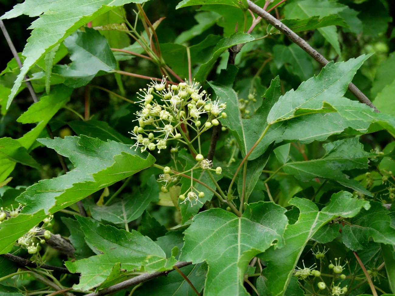 Image of Acer ginnala specimen.