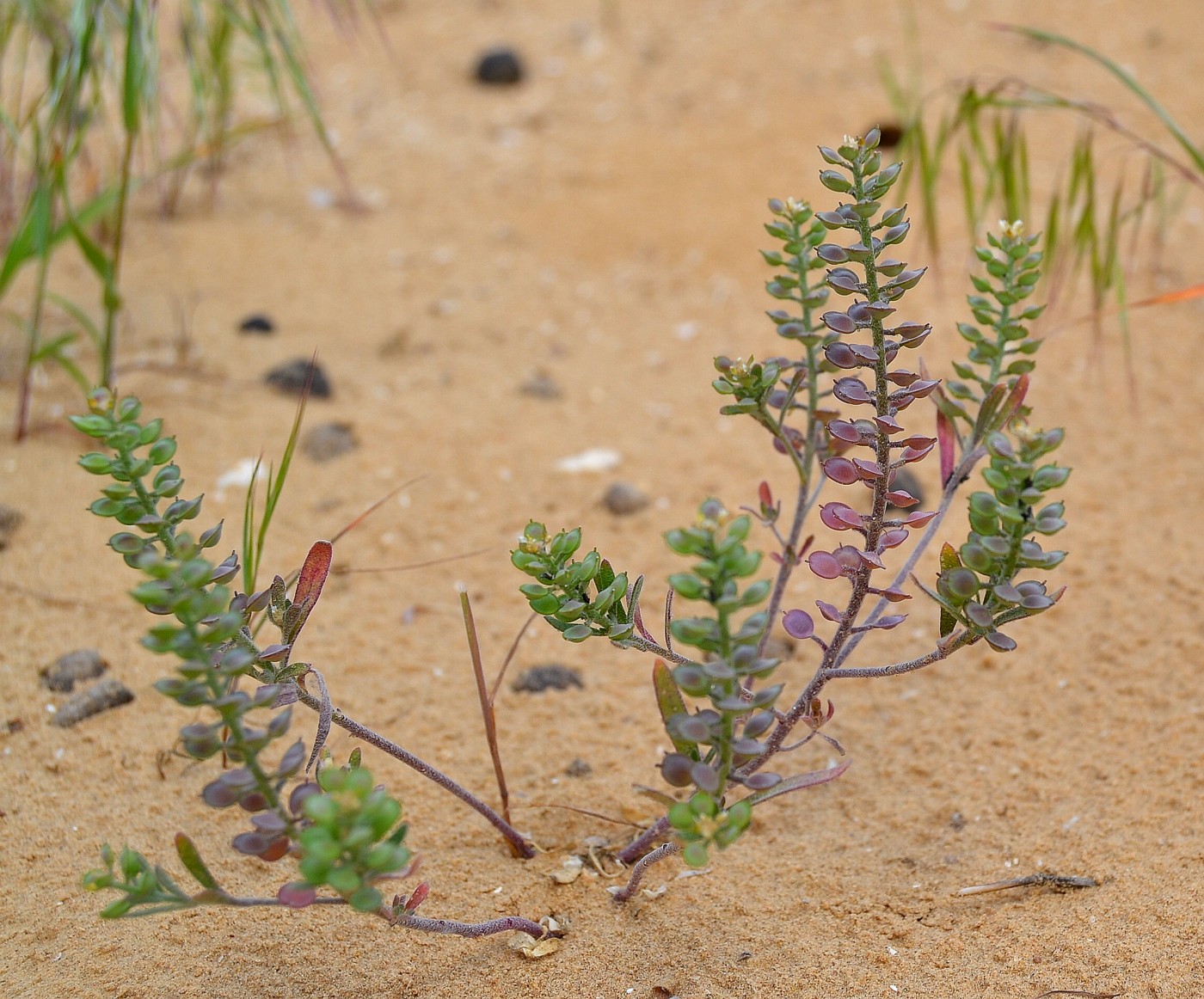 Image of Alyssum turkestanicum var. desertorum specimen.