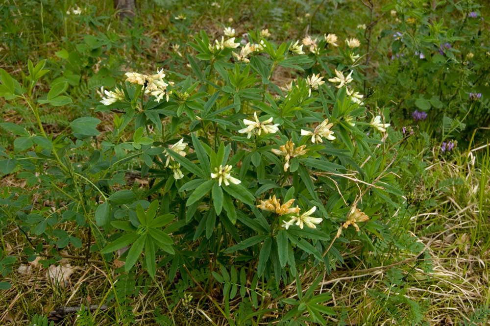 Image of Trifolium spryginii specimen.