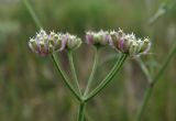 Torilis arvensis