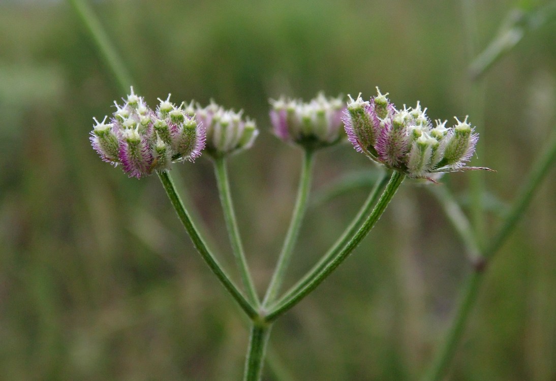 Image of Torilis arvensis specimen.