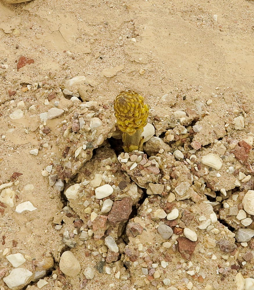Image of Orobanche cernua specimen.