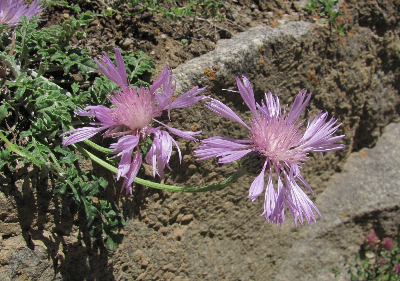 Изображение особи Psephellus salviifolius.