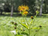 Inula helenium. Верхушка цветущего растения с фуражирующими шмелями. Санкт-Петербург, Старый Петергоф, парк \"Сергиевка\", лужайка. 16.07.2016.