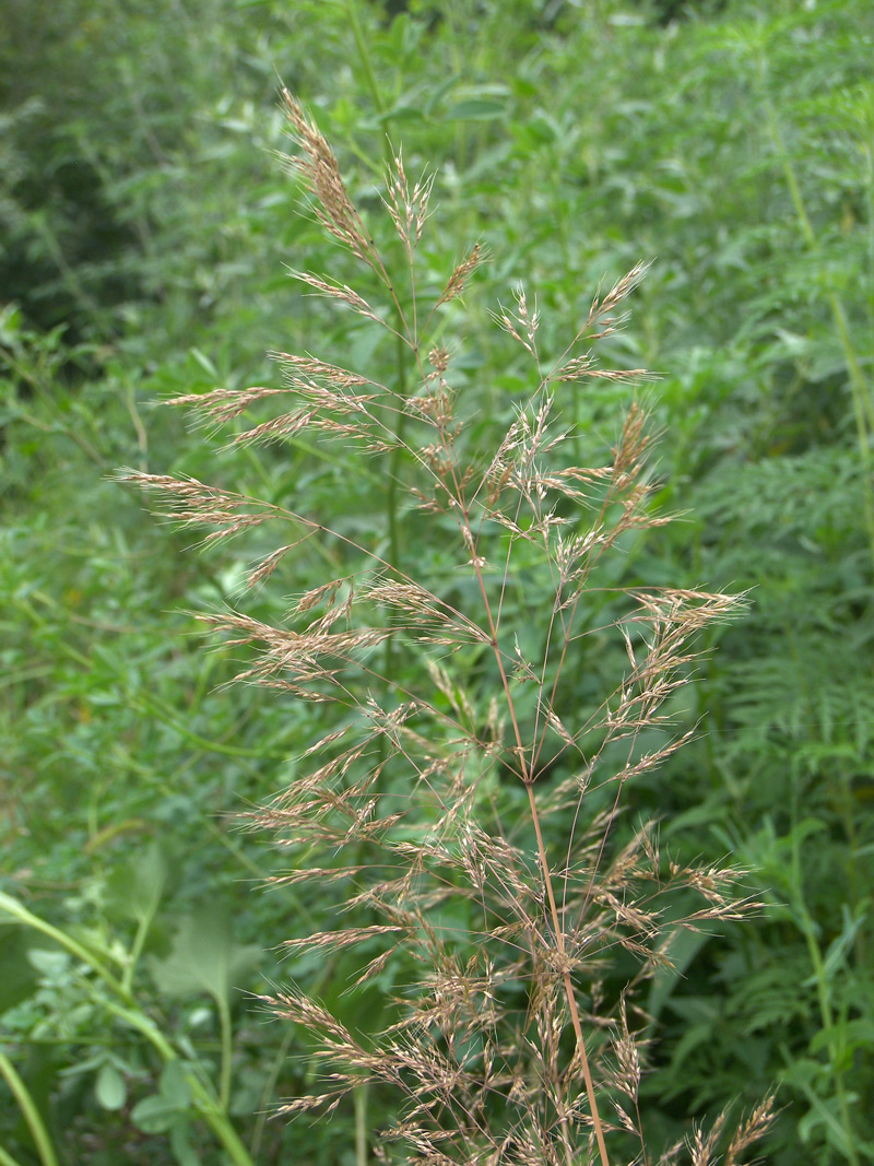 Image of Apera spica-venti specimen.