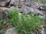 Oxytropis interposita