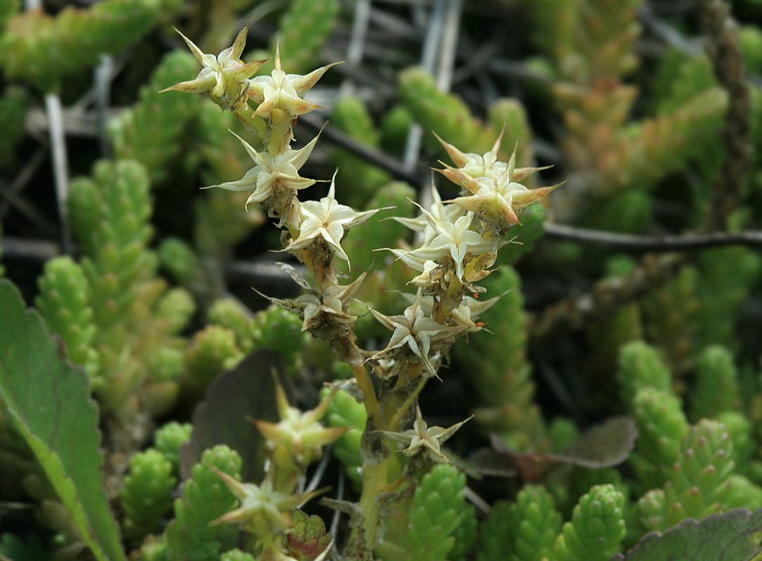 Image of Sedum acre specimen.