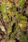 Astragalus austriacus. Цветущее растение. Татарстан, Новошешминский р-н, остепненный луг на увале в окр. села Татарское Утяшкино. 4 июля 2016 г.