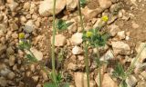 Medicago lupulina