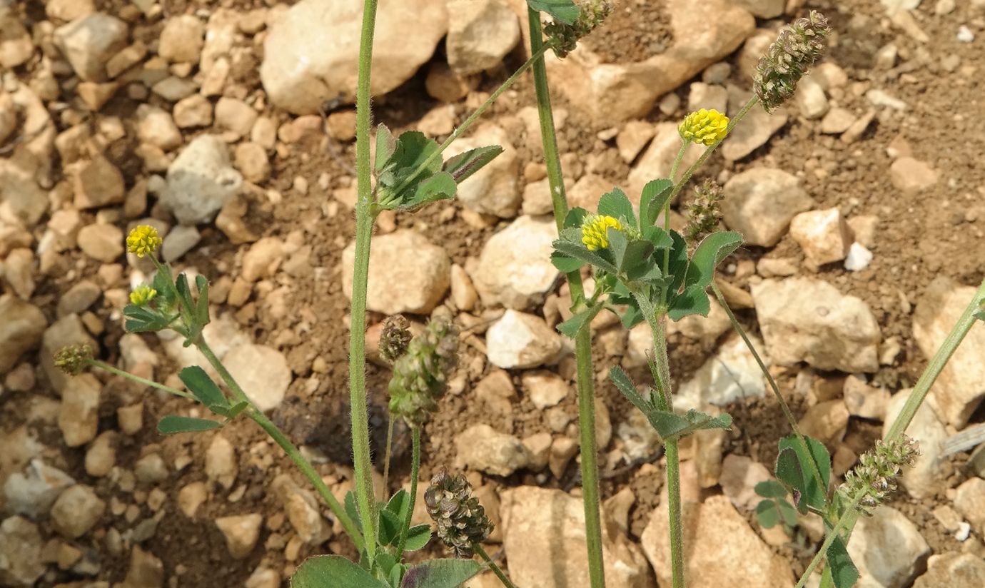 Изображение особи Medicago lupulina.