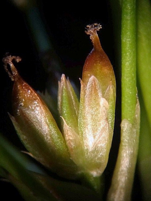 Изображение особи Juncus papillosus.