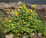 Mimulus guttatus