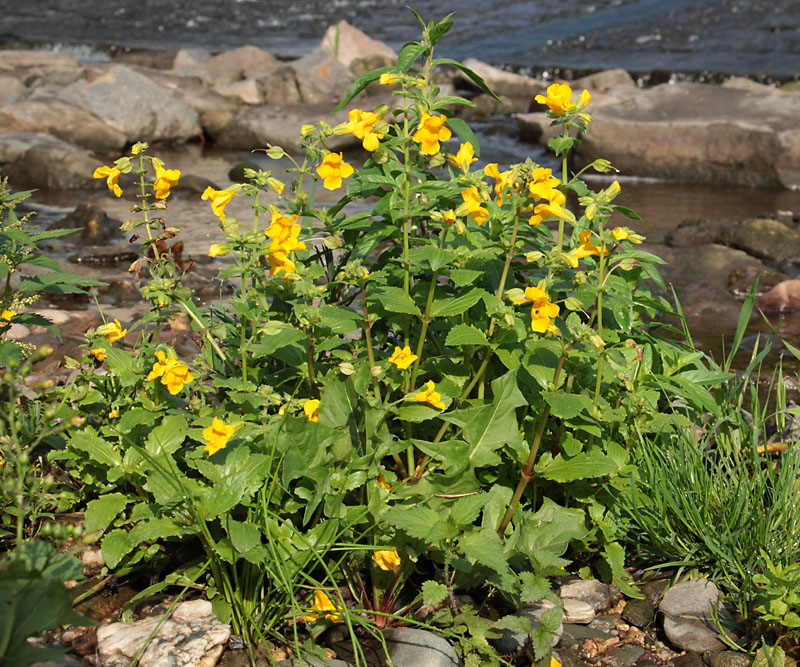 Image of Mimulus guttatus specimen.