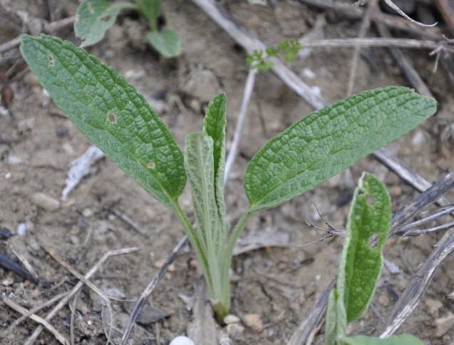 Изображение особи Phlomis pungens.