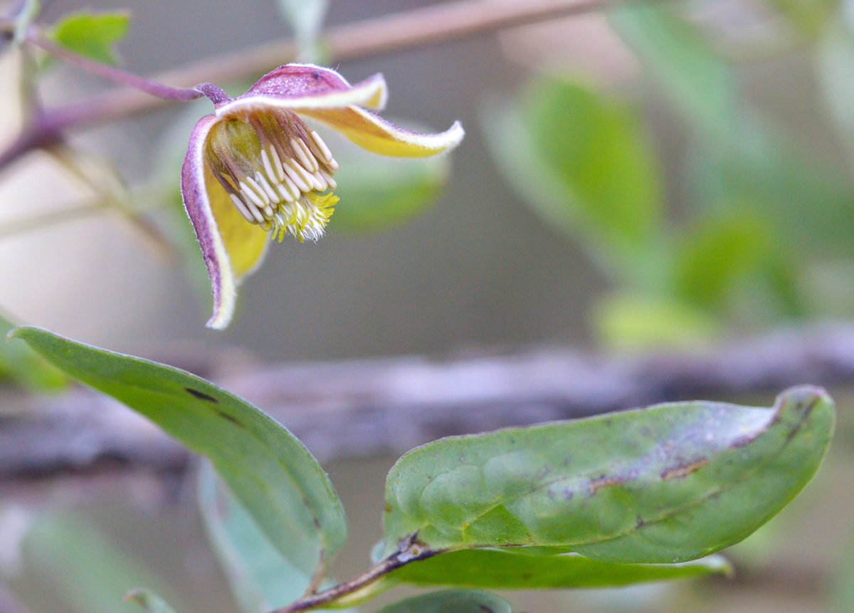 Изображение особи Clematis glauca.