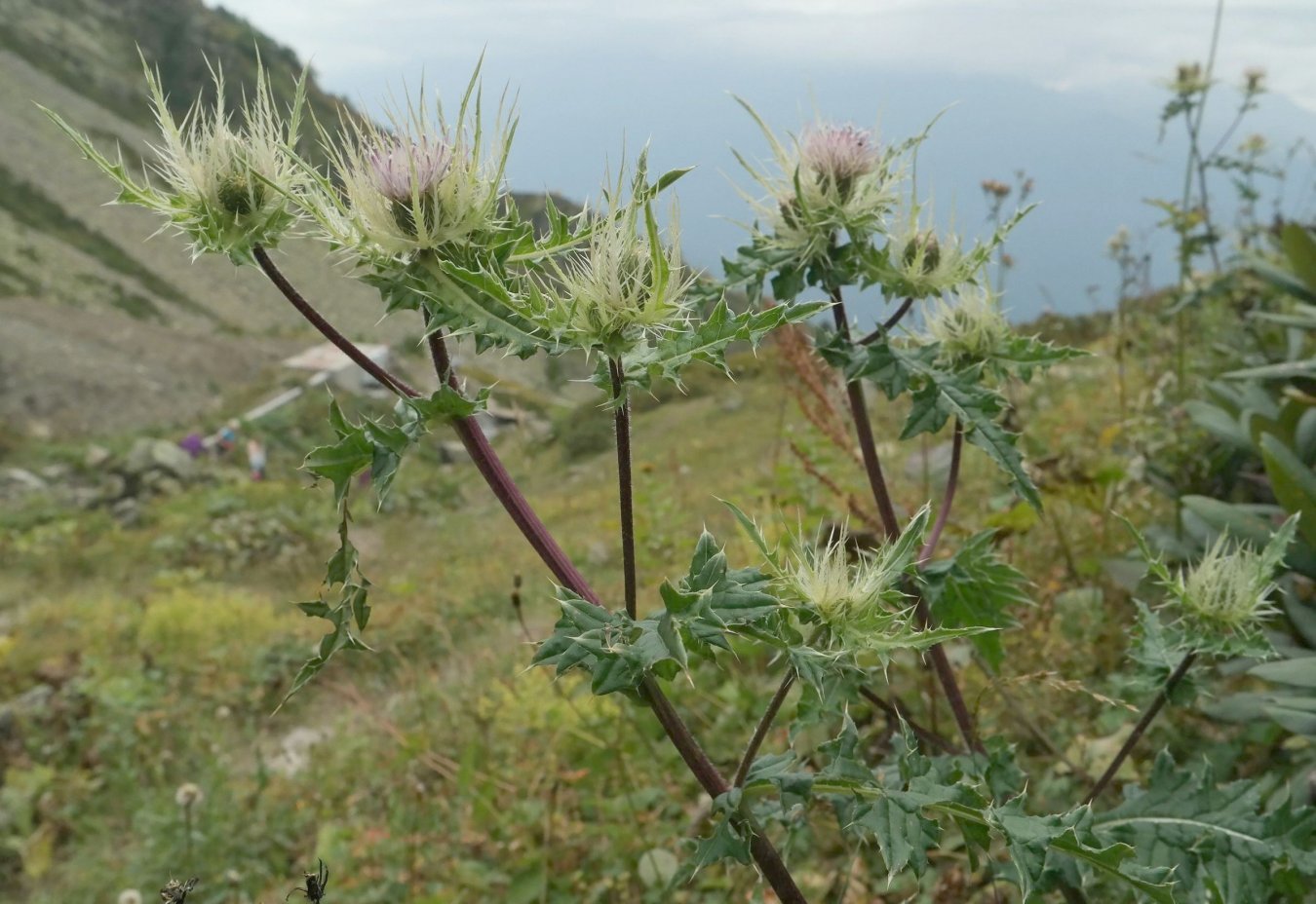 Изображение особи Cirsium obvallatum.