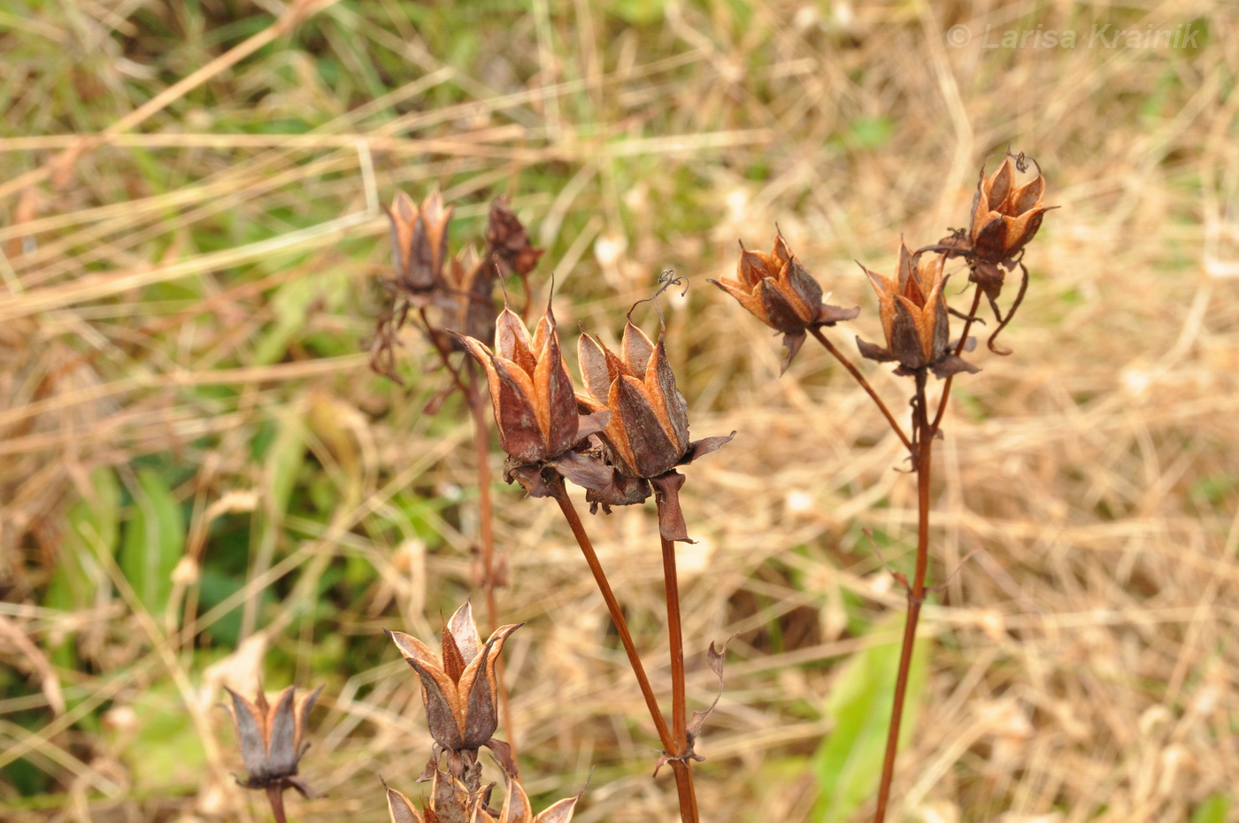 Изображение особи Hypericum ascyron.