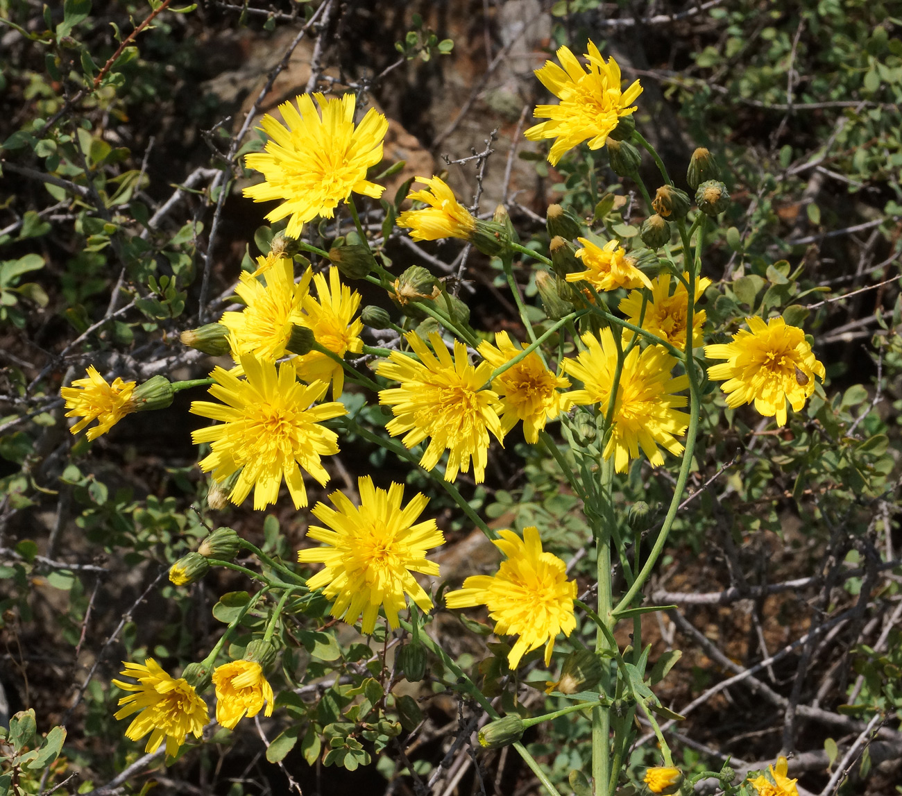 Изображение особи Hieracium robustum.