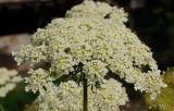 Daucus sativus