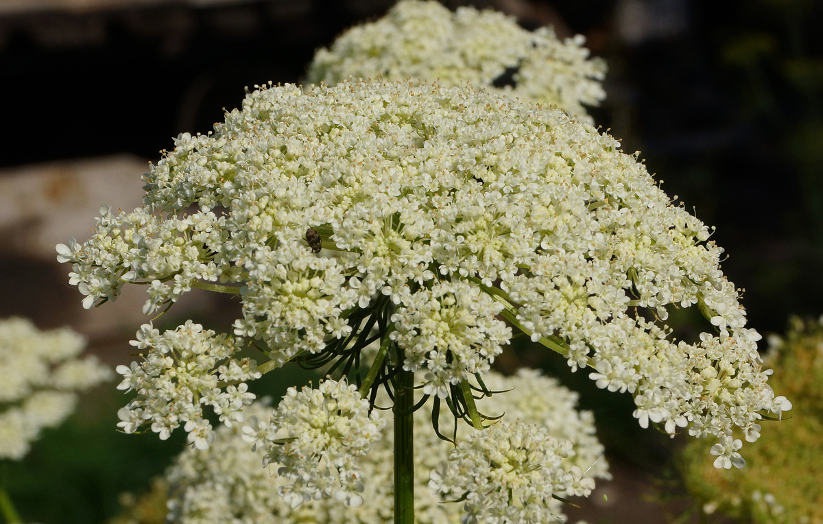 Изображение особи Daucus sativus.
