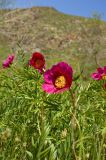 Paeonia hybrida