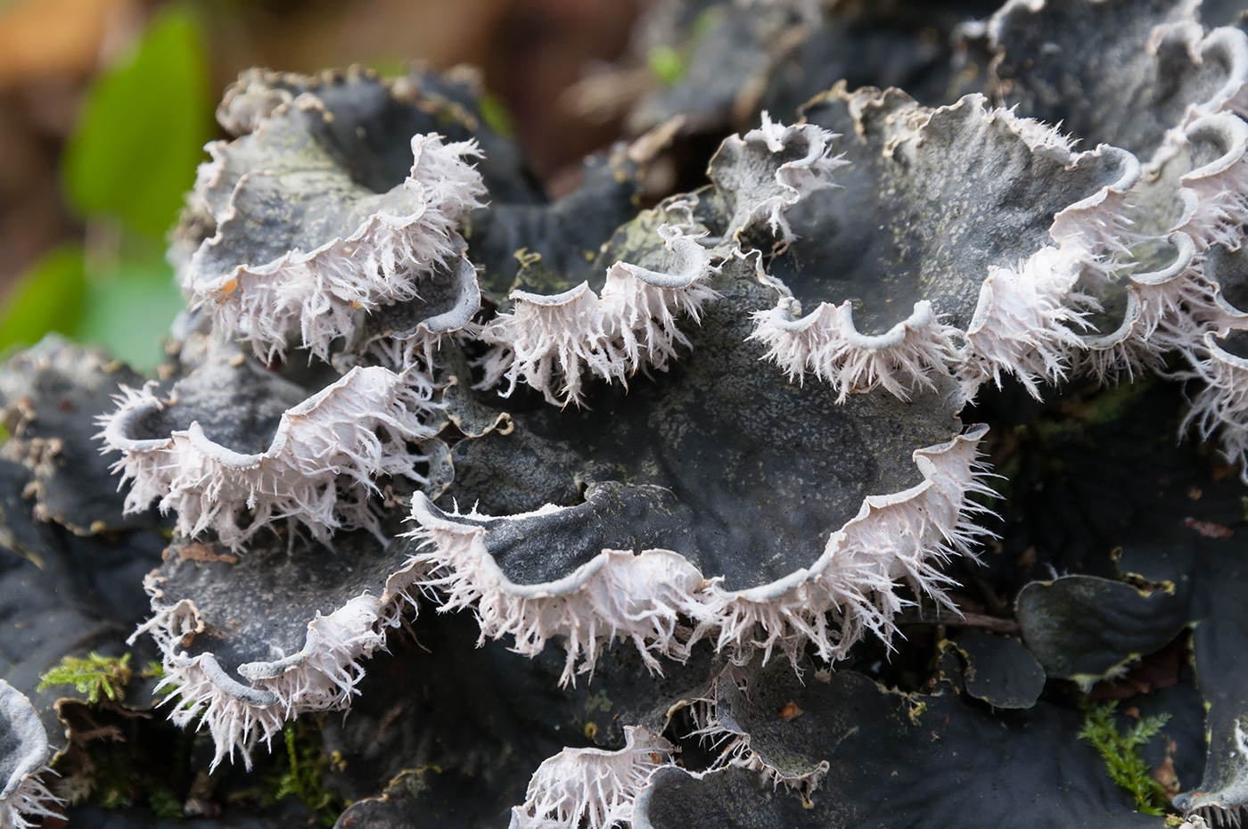 Изображение особи Peltigera membranacea.