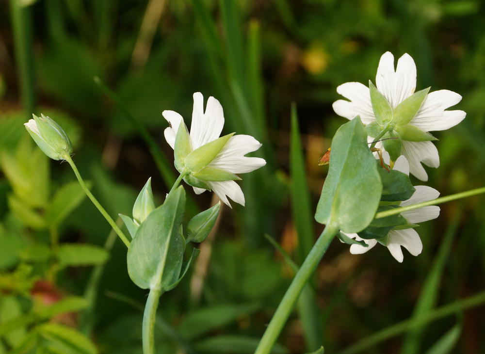 Image of Cerastium davuricum specimen.