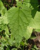 Scutellaria altissima. Лист. Украина, Сумская обл., г. Тростянец, Парк-памятник садово-паркового искусства \"Нескучное\", лес, возле пруда. 11.06.2015.