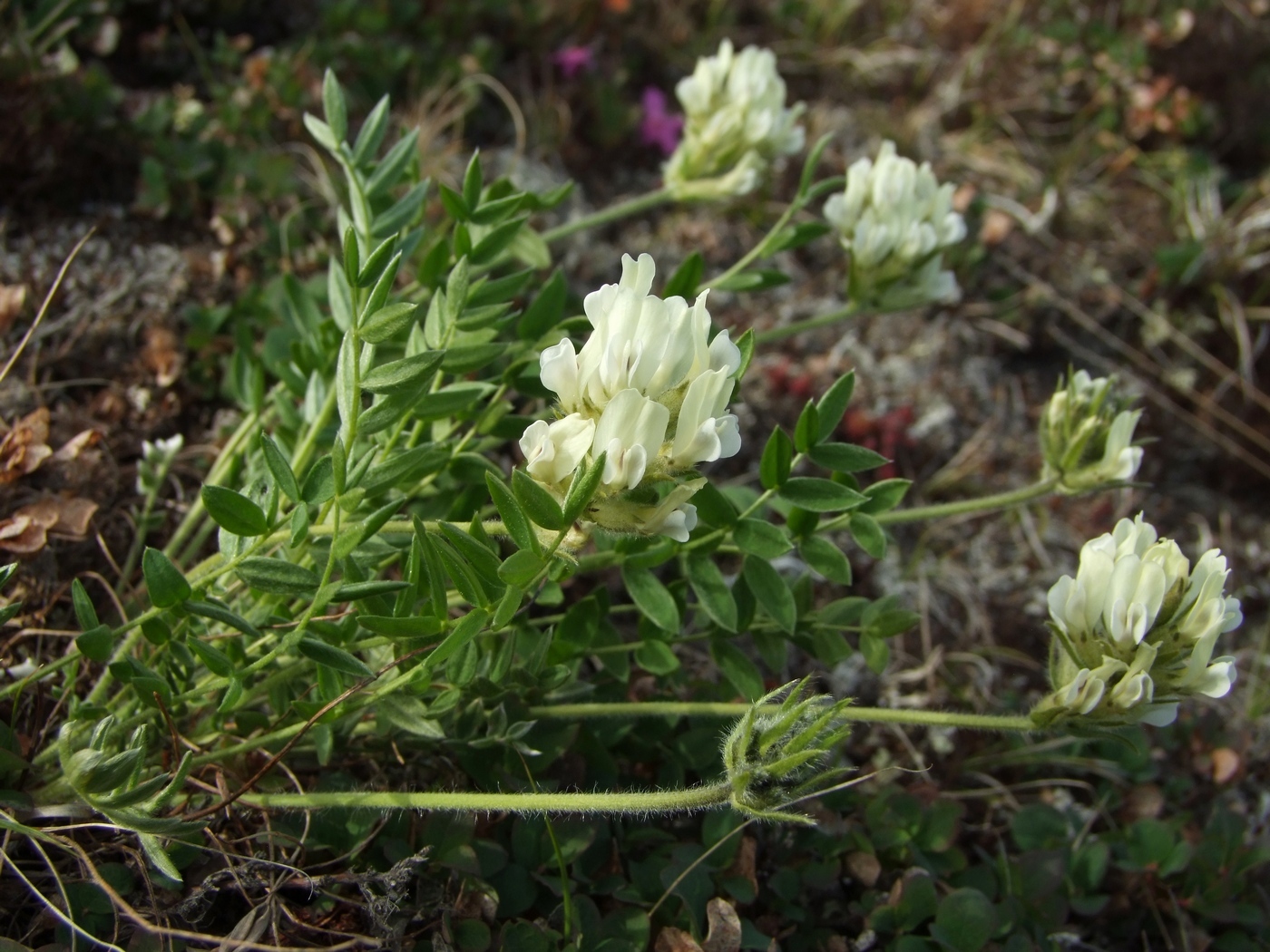 Image of Oxytropis evenorum specimen.