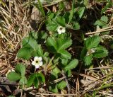 Fragaria orientalis