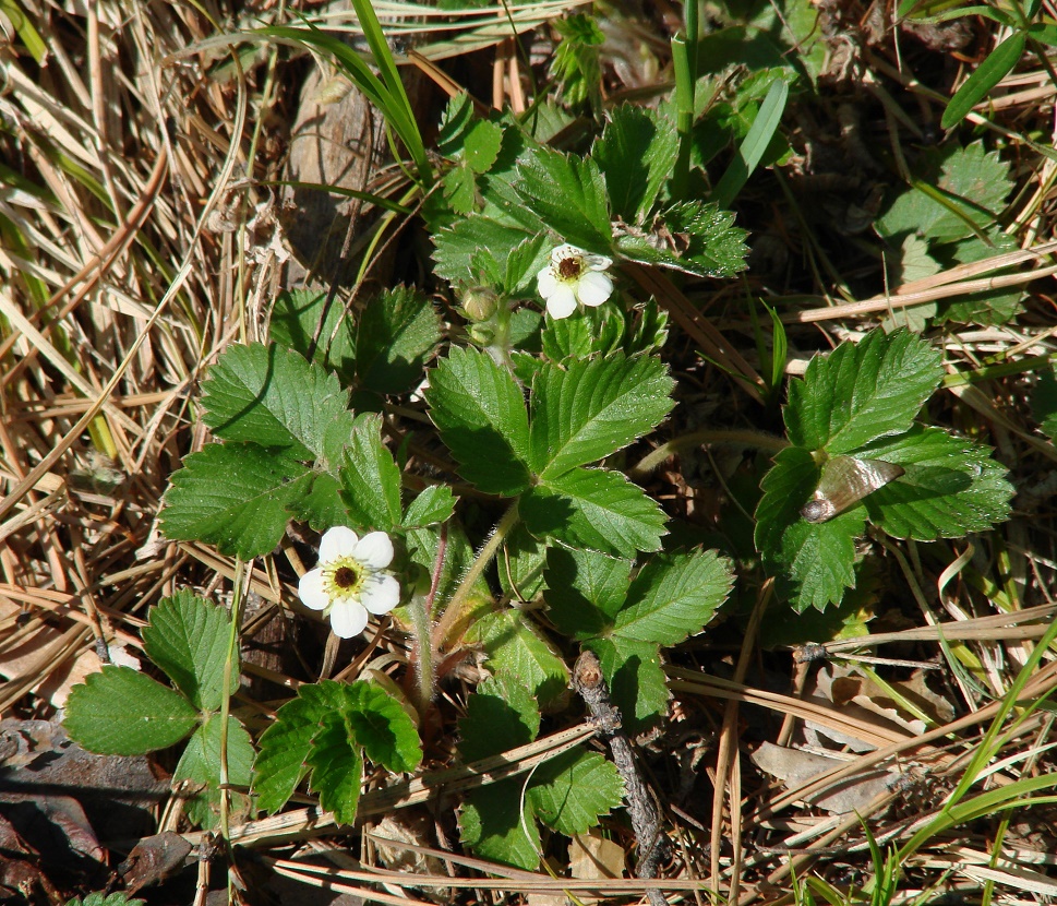 Изображение особи Fragaria orientalis.