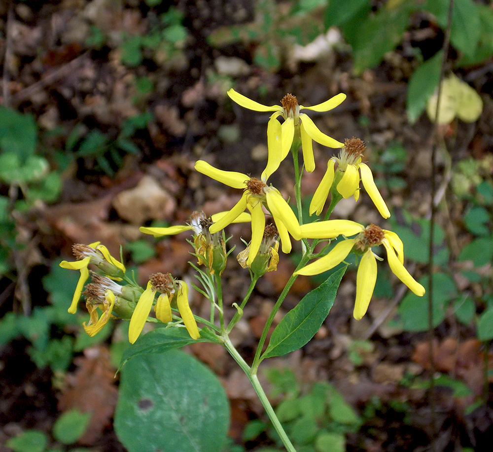 Изображение особи Senecio propinquus.