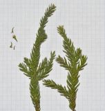 Araucaria angustifolia