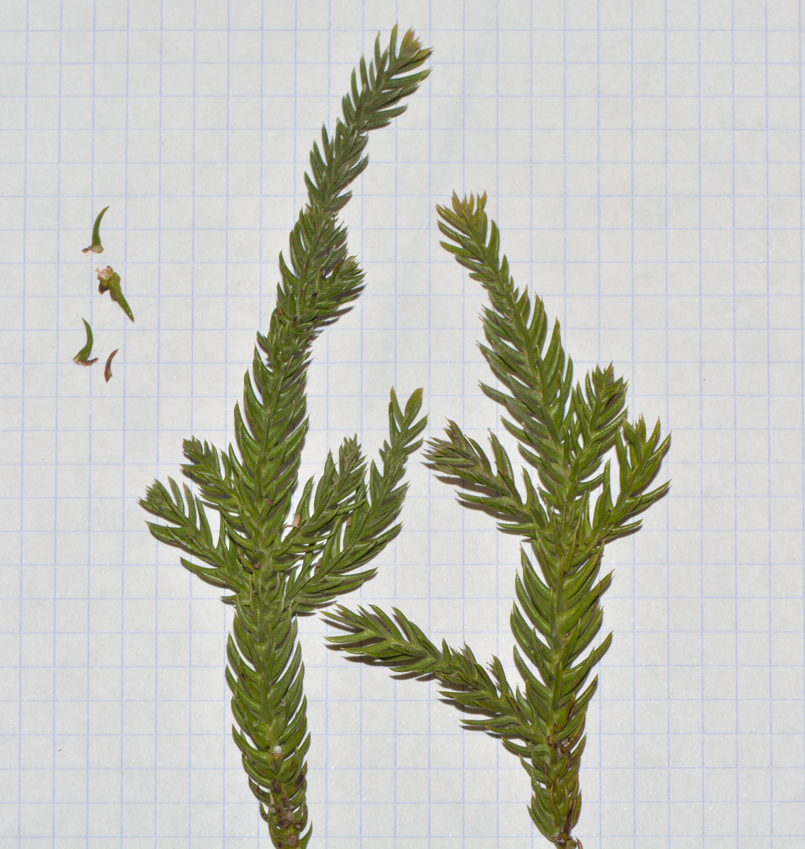 Image of Araucaria angustifolia specimen.
