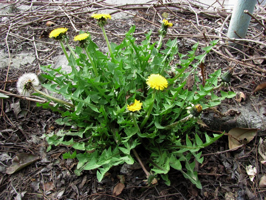 Изображение особи род Taraxacum.