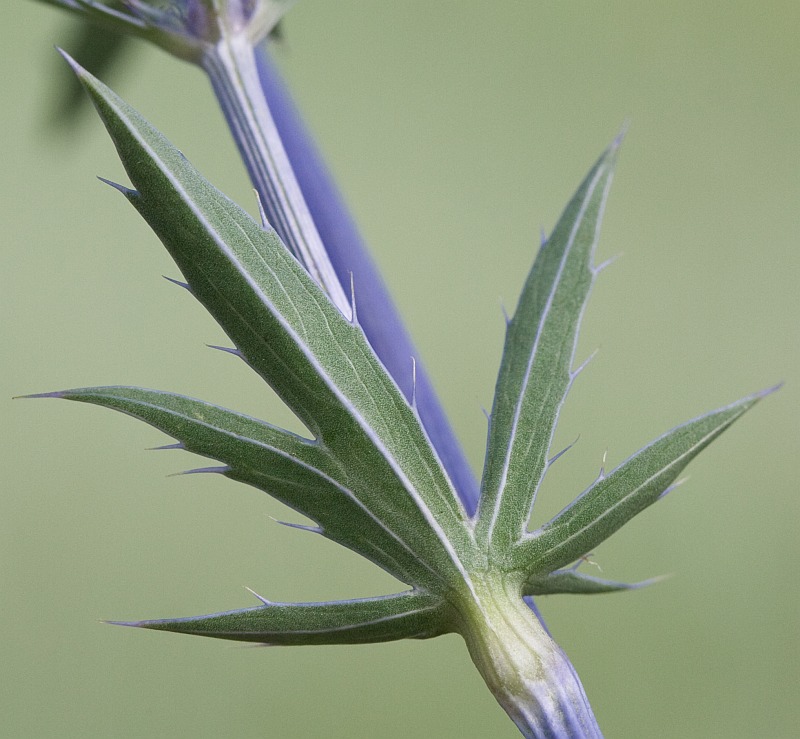 Image of Eryngium planum specimen.