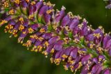 Amorpha fruticosa