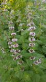 Mentha canadensis. Побеги с соцветиями. Камчатский край, Елизовский городской округ, по границе каменноберёзового леса, луговина. 26.08.2016.