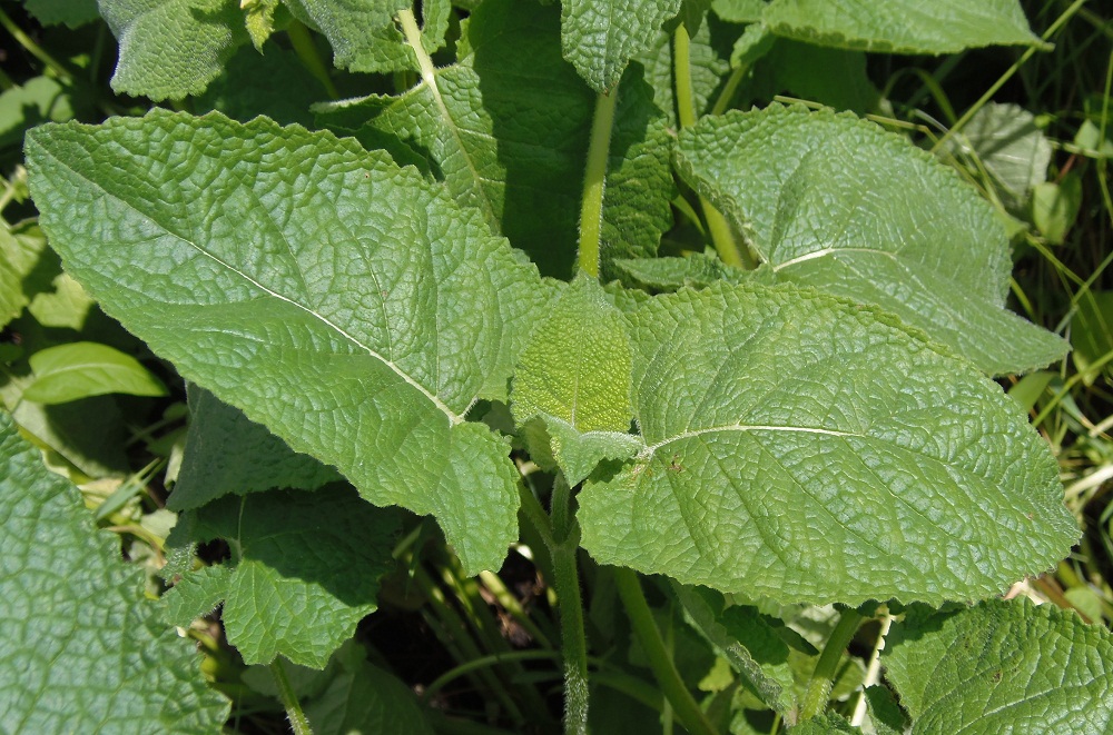 Image of Salvia verticillata specimen.