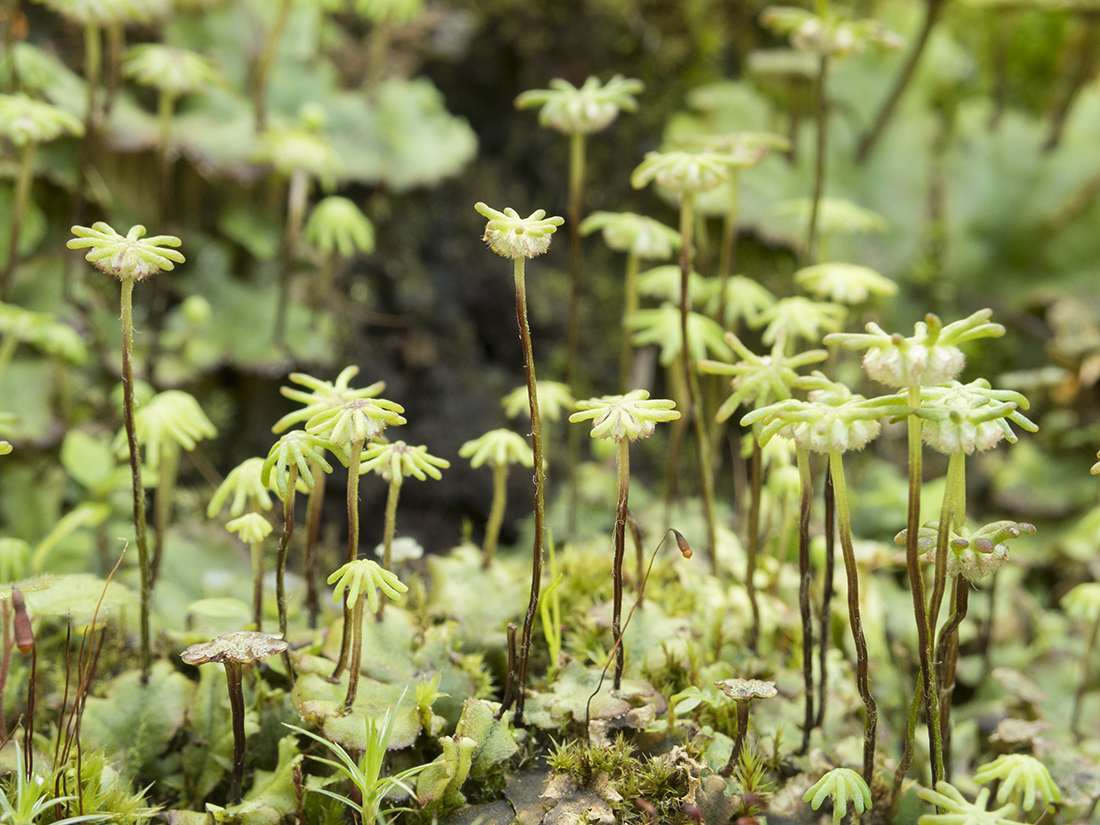 Изображение особи Marchantia polymorpha.