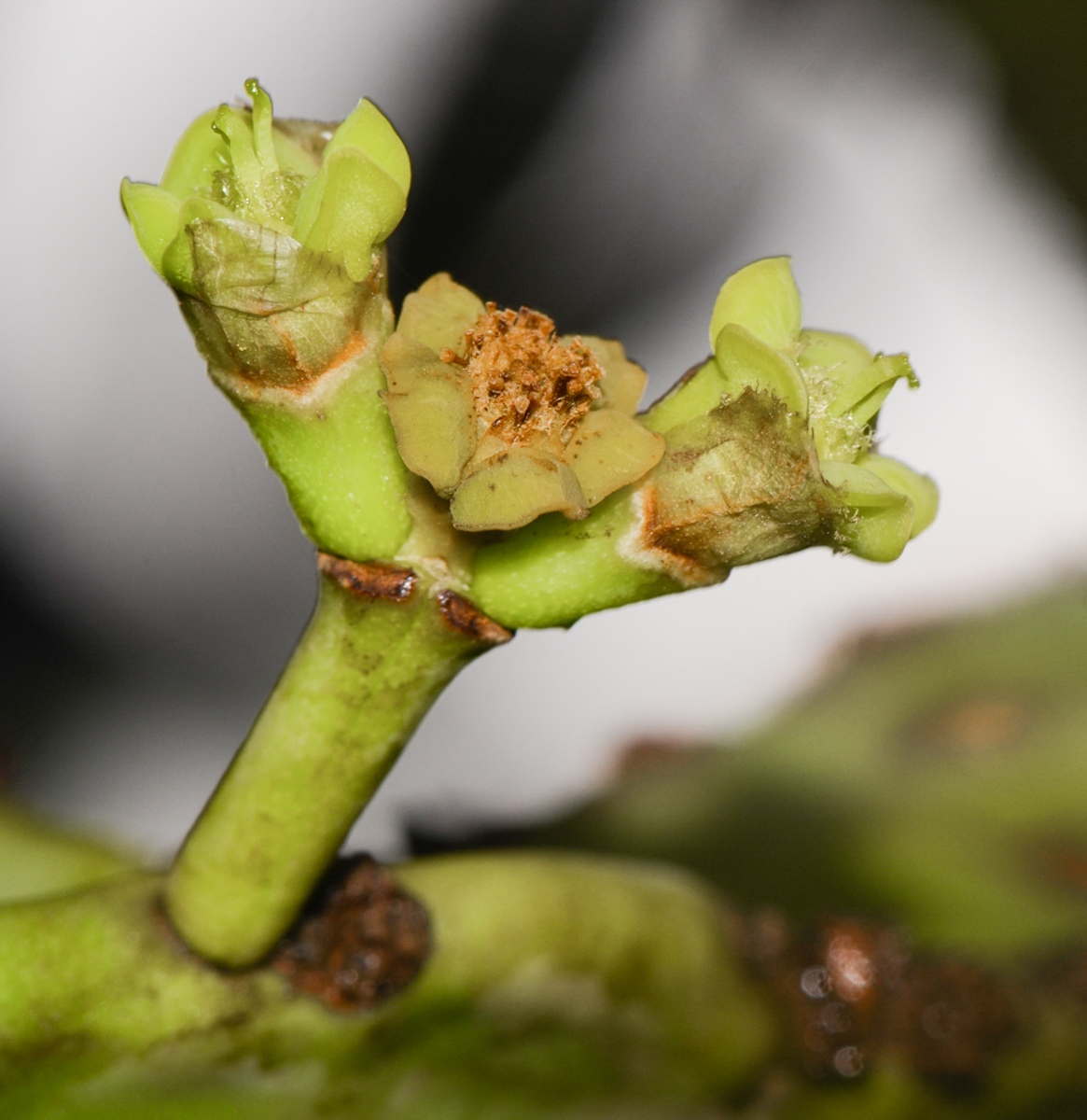 Image of Euphorbia ingens specimen.