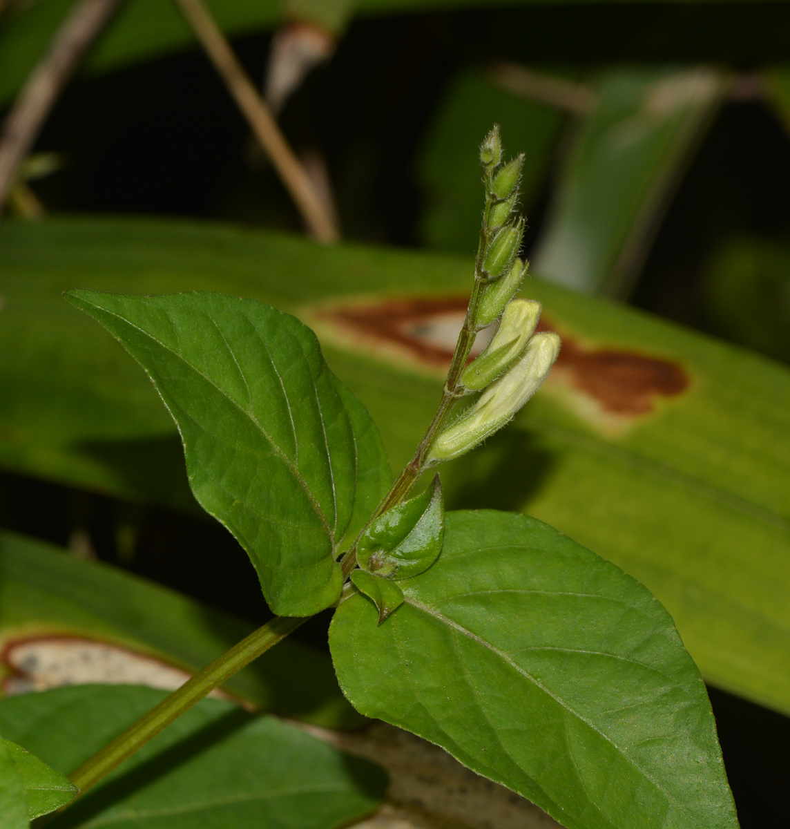 Image of Asystasia gangetica specimen.