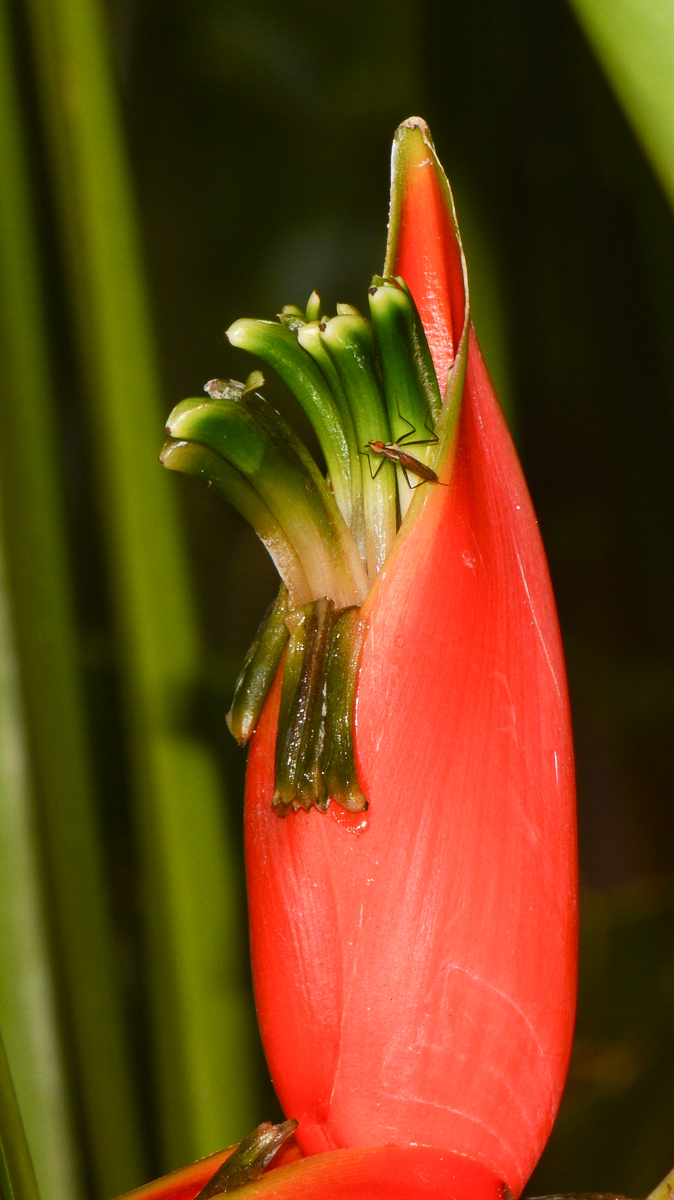 Image of Heliconia stricta specimen.
