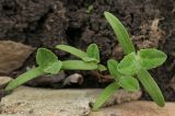 Atriplex tatarica. Ювенильные растения. Украина, г. Луганск, ул. 3-я Донецкая, сорное на клумбе, у стенки бордюра. 14.04.2017.