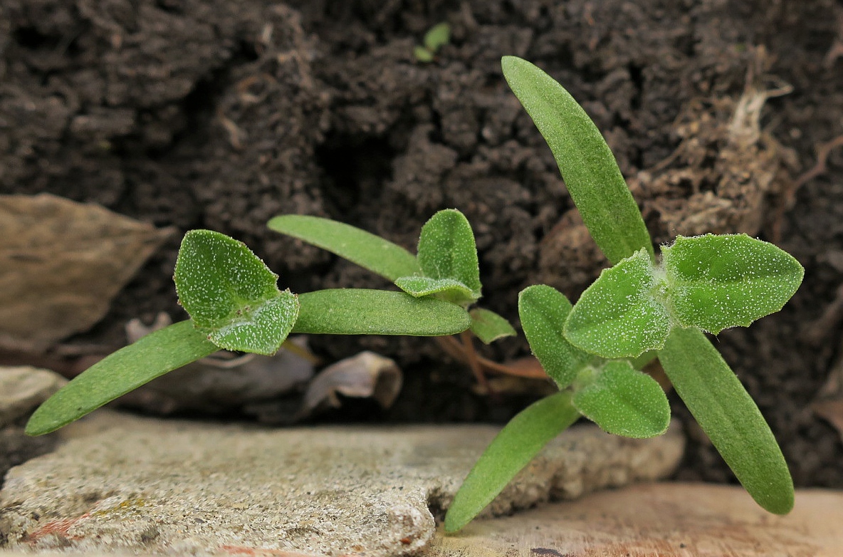 Image of Atriplex tatarica specimen.