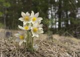 Pulsatilla patens